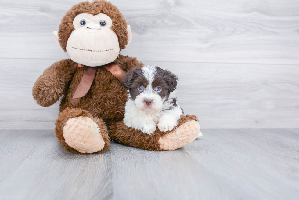 Best Havanese Baby