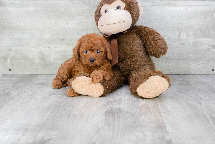 Friendly Cavapoo Baby