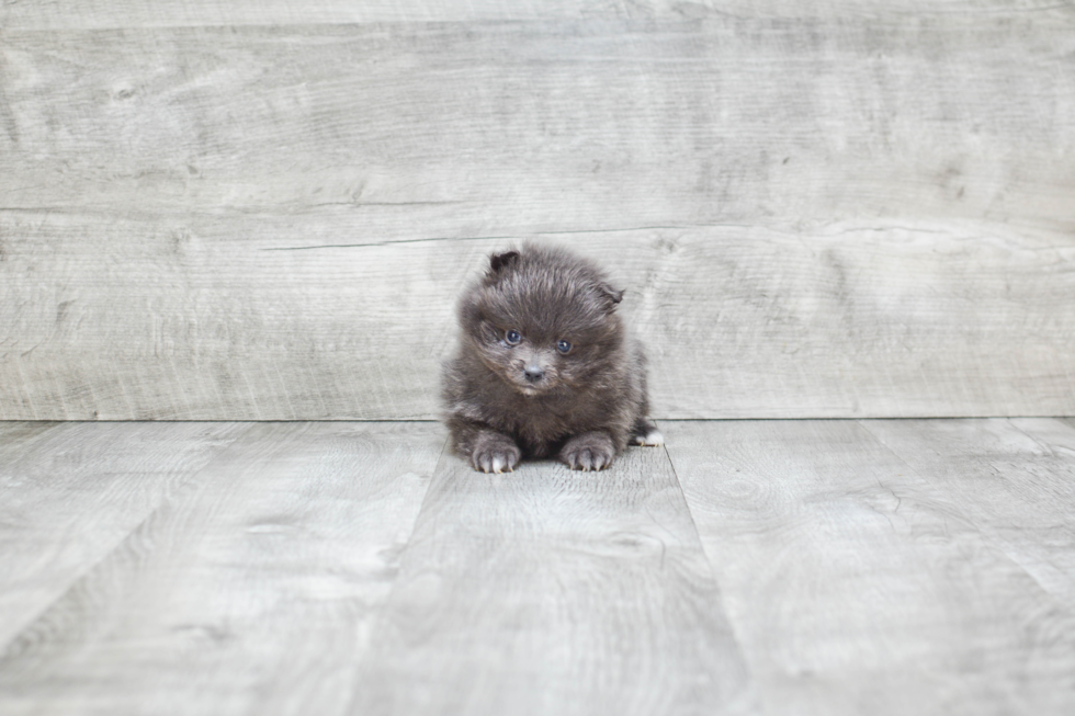 Pomeranian Puppy for Adoption