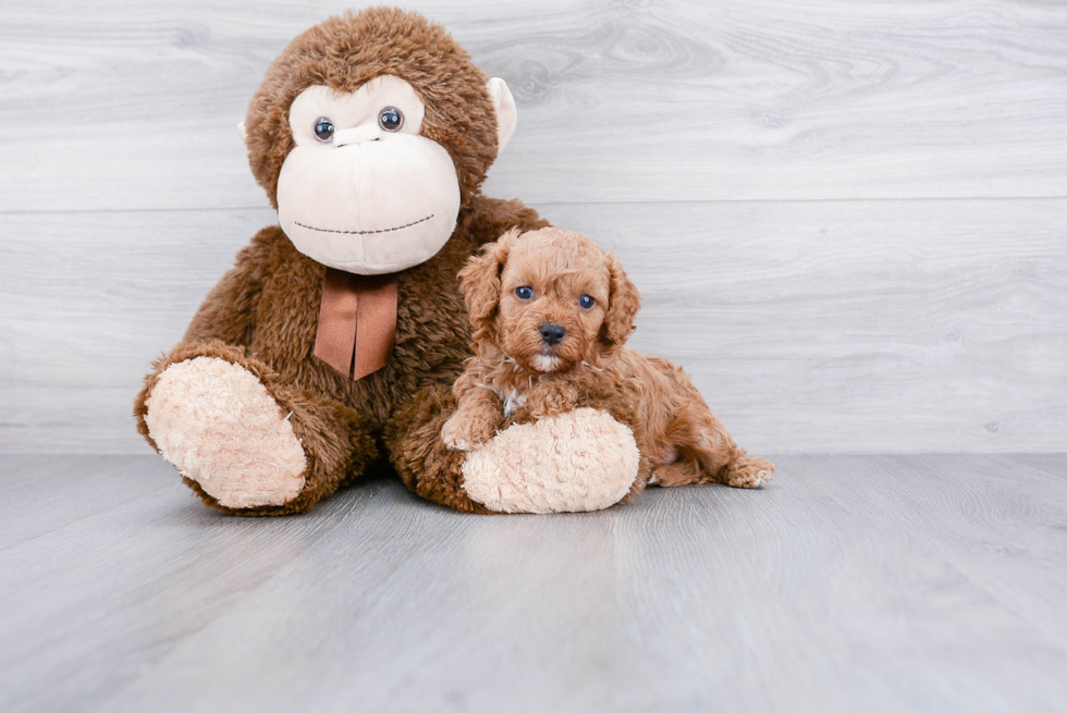 Energetic Cavoodle Poodle Mix Puppy