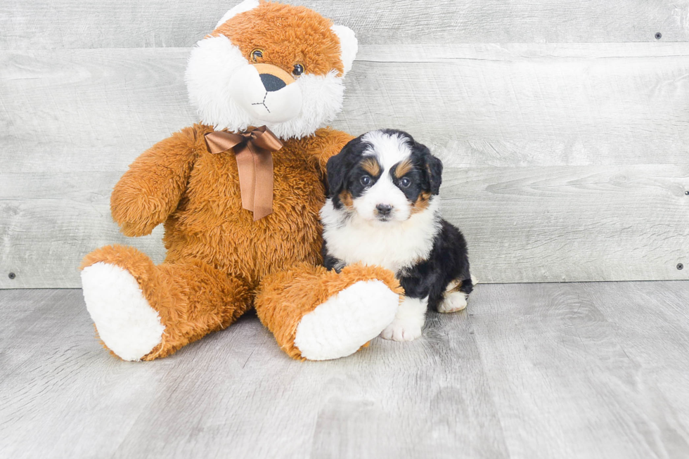 Mini Bernedoodle Puppy for Adoption