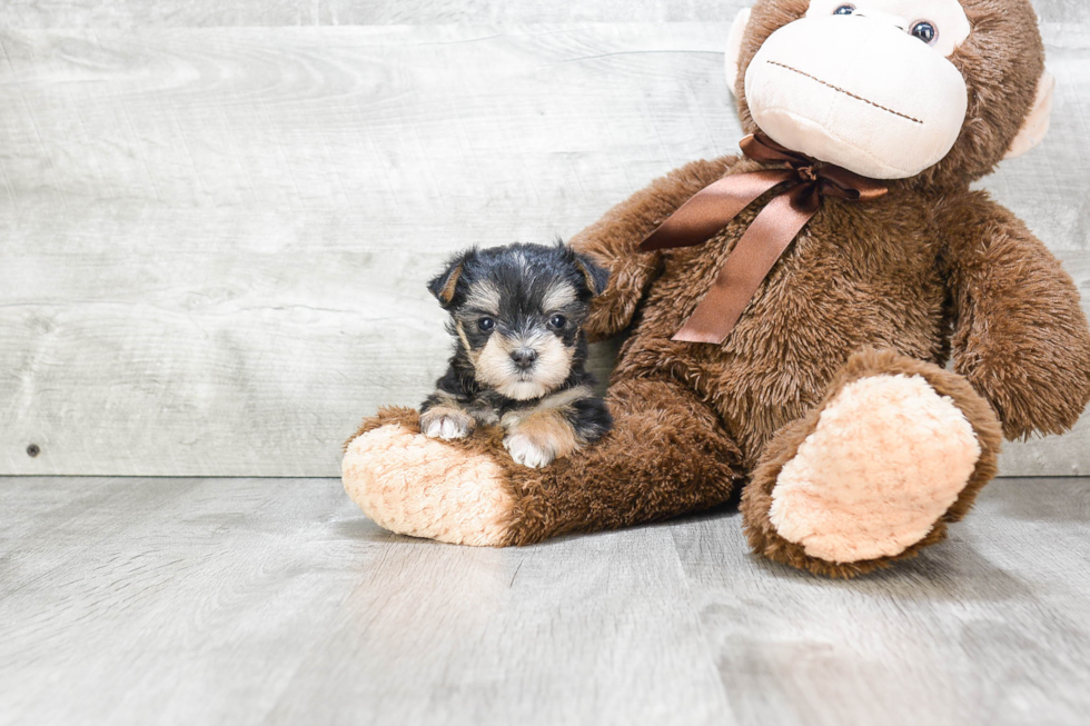 Adorable Yorkie Designer Puppy