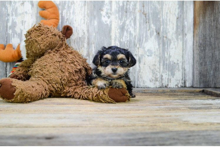 Petite Yorkie Poo Poodle Mix Pup