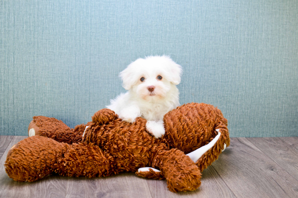 Havanese Puppy for Adoption