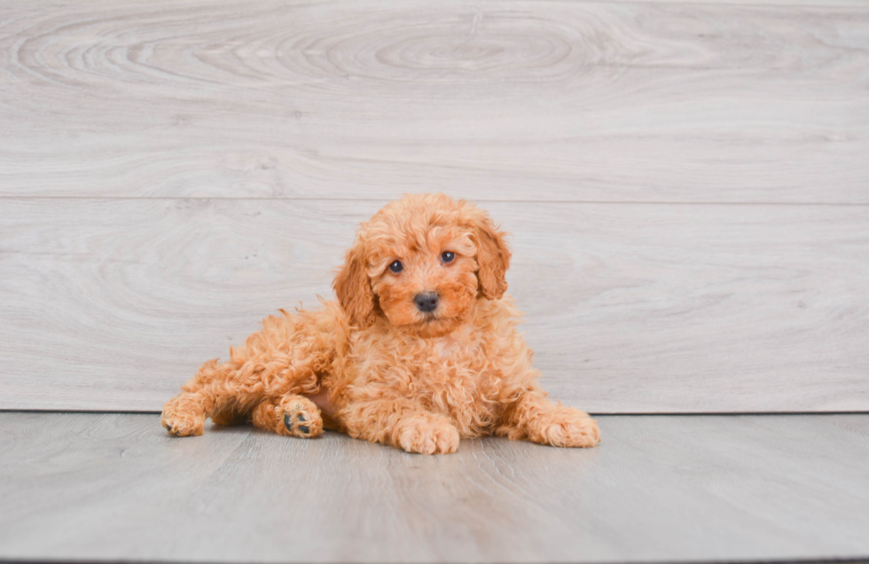 Energetic Golden Retriever Poodle Mix Puppy