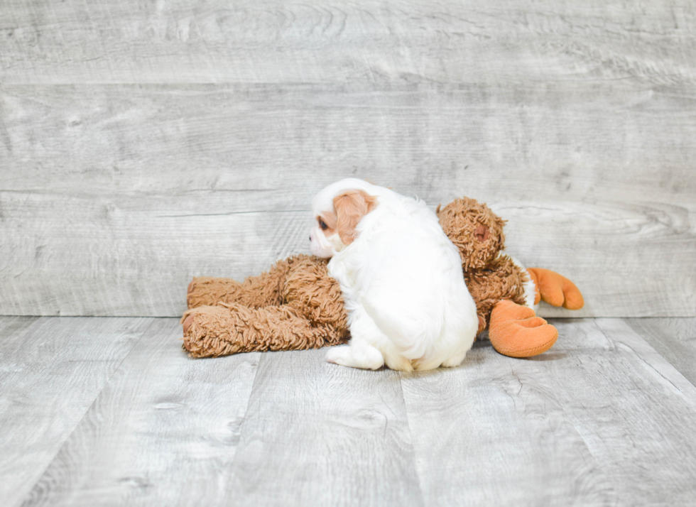 Playful Cavalier King Charles Spaniel Purebred Pup