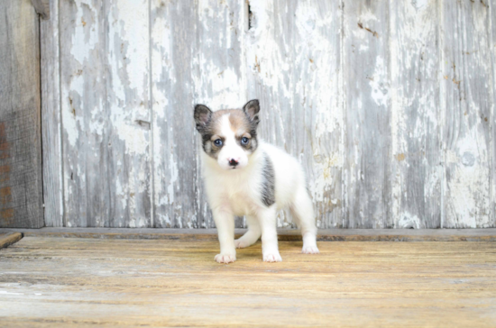 Pomsky Pup Being Cute