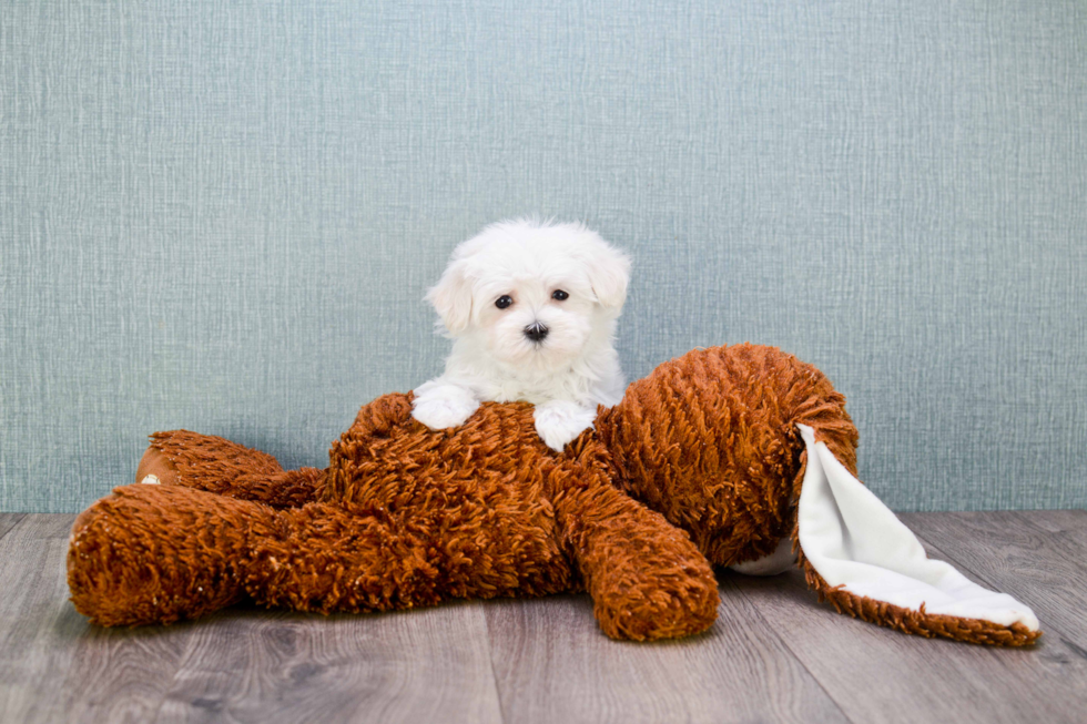 Cute Maltese Purebred Puppy