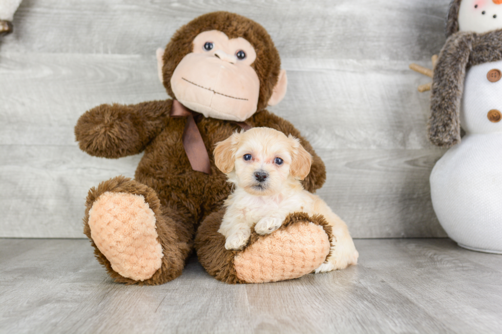 Sweet Maltipoo Baby