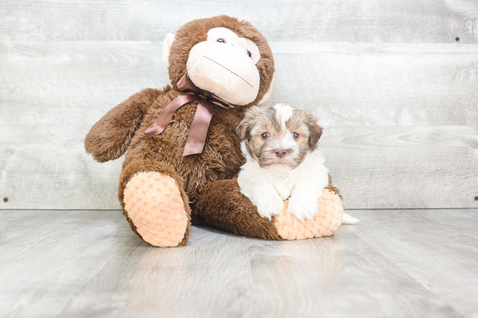 Petite Havanese Purebred Puppy