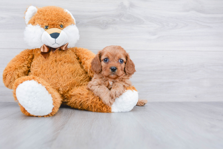 Smart Cavapoo Poodle Mix Pup