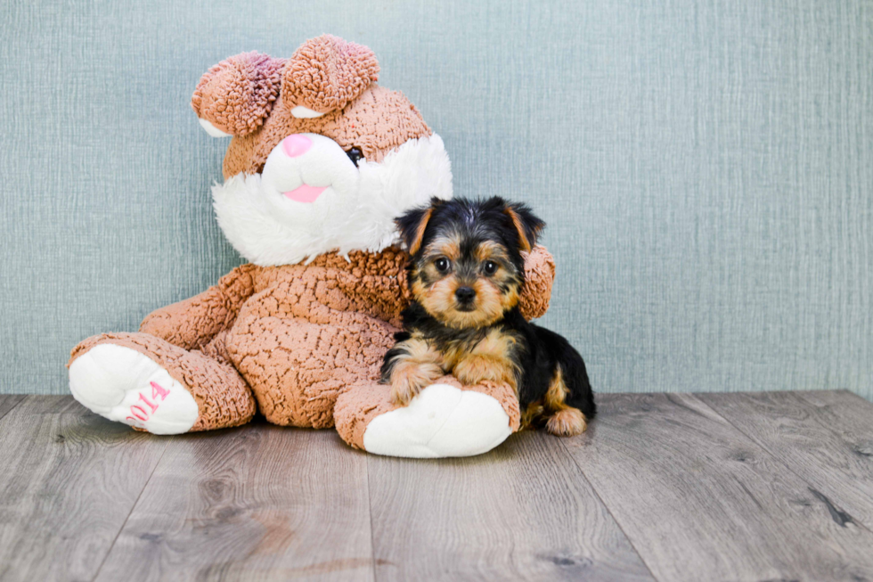 Meet Izzie - our Yorkshire Terrier Puppy Photo 