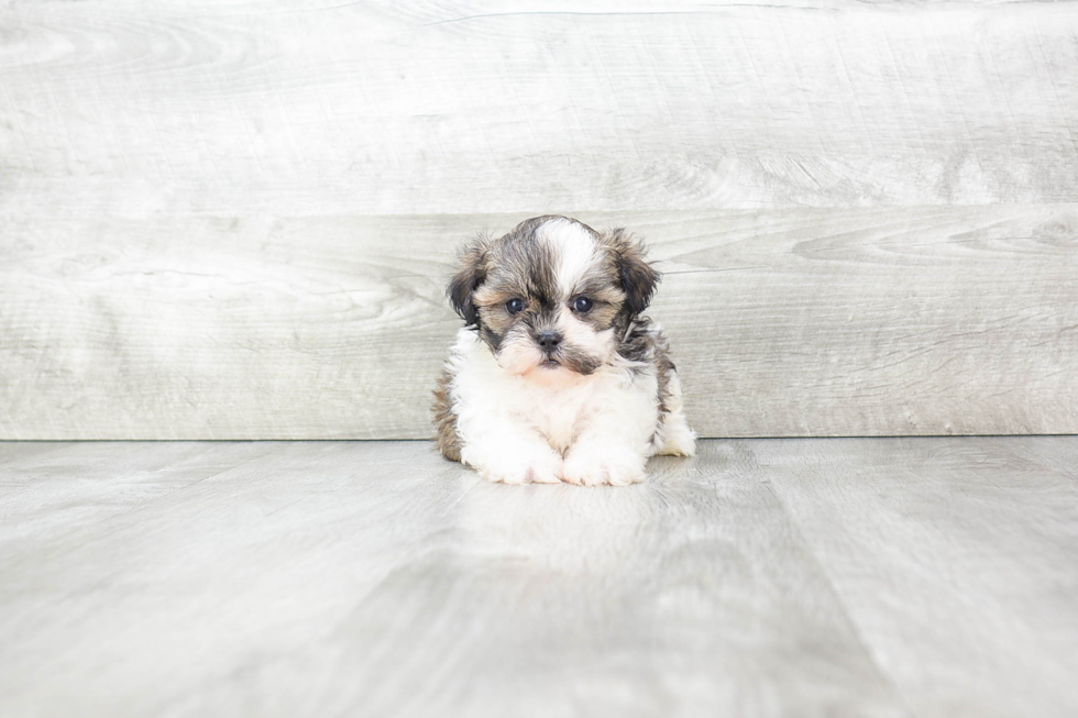 Popular Teddy Bear Designer Pup