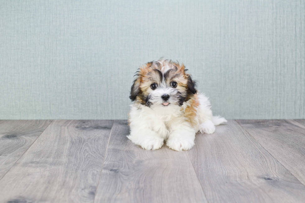 Fluffy Havanese Purebred Puppy