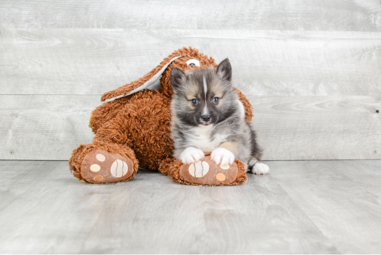 Pomsky Puppy for Adoption