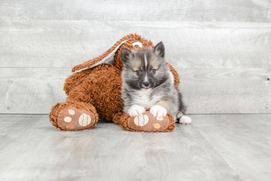 Pomsky Puppy for Adoption