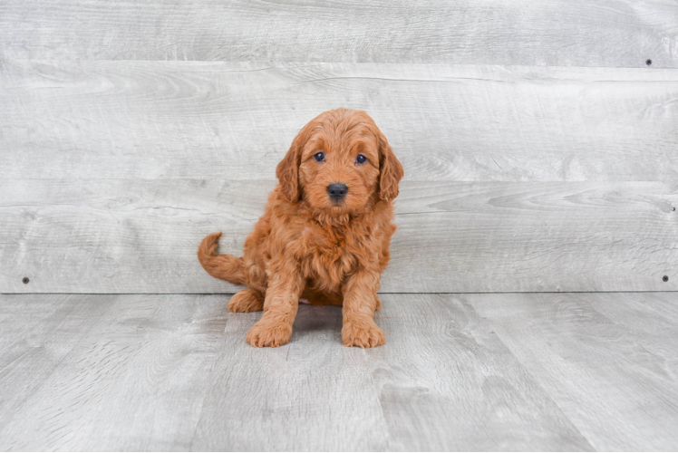 Energetic Golden Retriever Poodle Mix Puppy