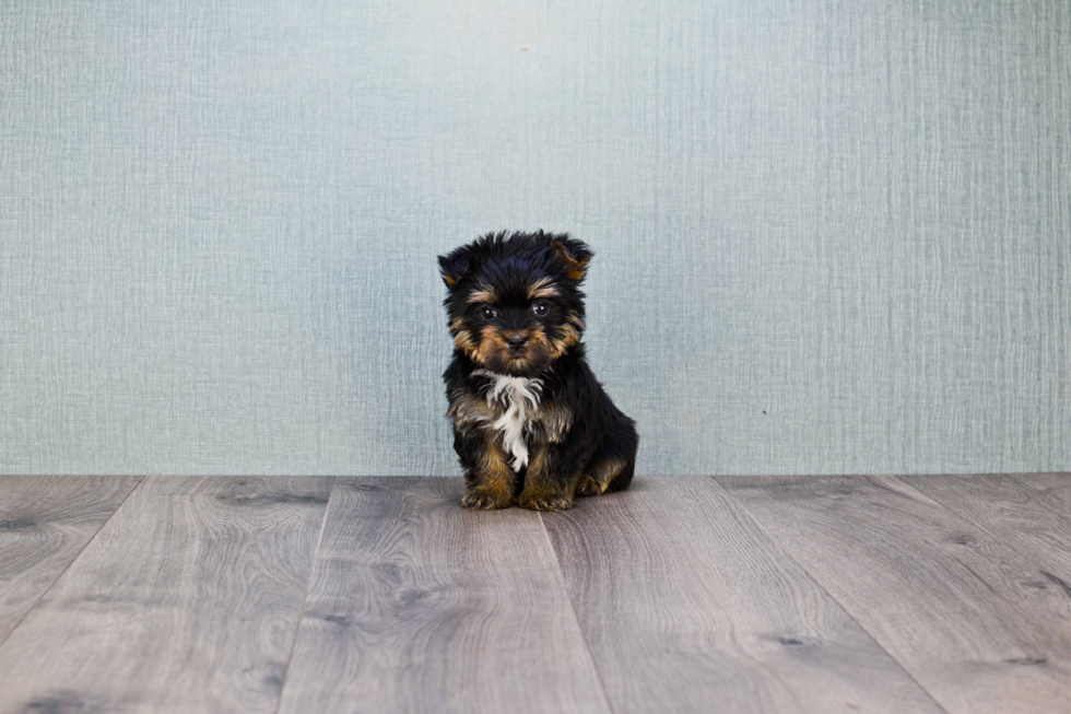 Playful Yorkie Designer Puppy