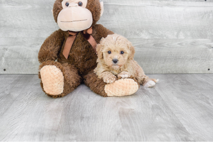 Small Cavapoo Baby