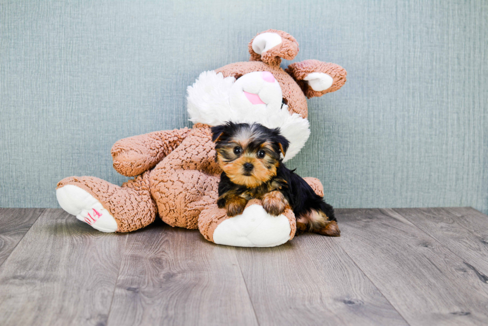 Meet Nugget - our Yorkshire Terrier Puppy Photo 