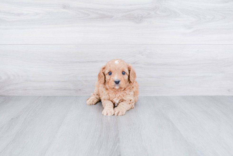 Playful Cavoodle Poodle Mix Puppy