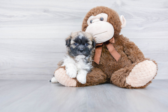 Playful Havanese Purebred Pup