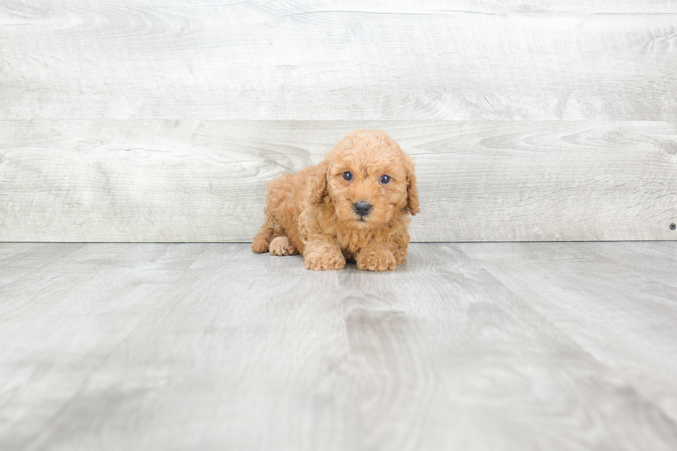 Petite Mini Goldendoodle Poodle Mix Pup