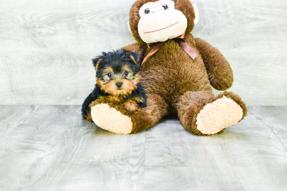 Meet Twinkle - our Yorkshire Terrier Puppy Photo 