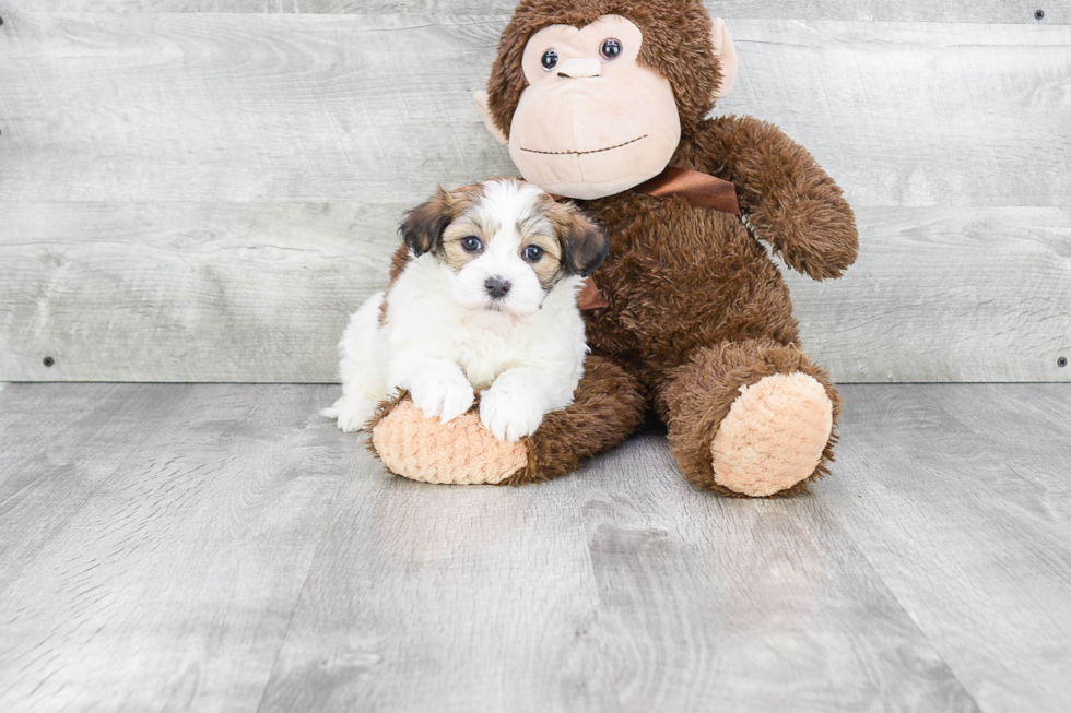 Playful Havanese Purebred Pup