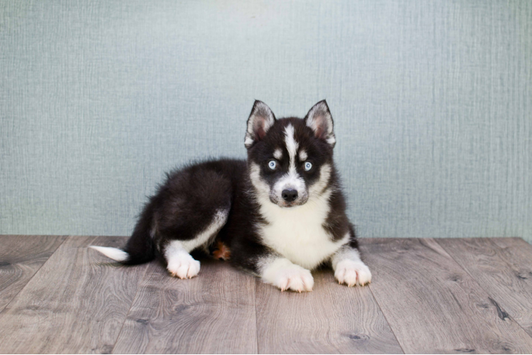 Best Pomsky Baby