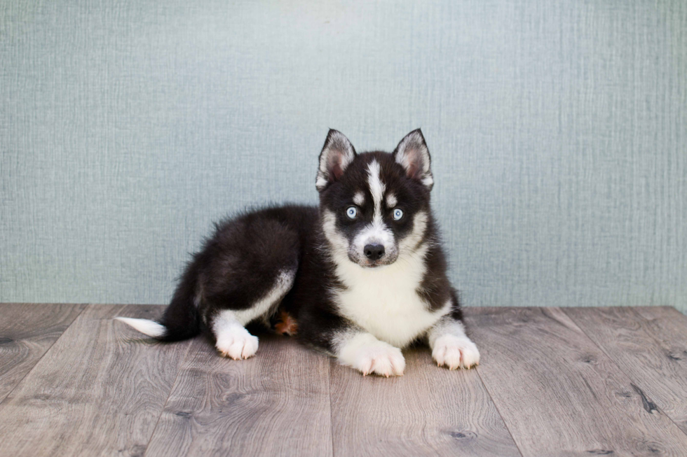 Best Pomsky Baby