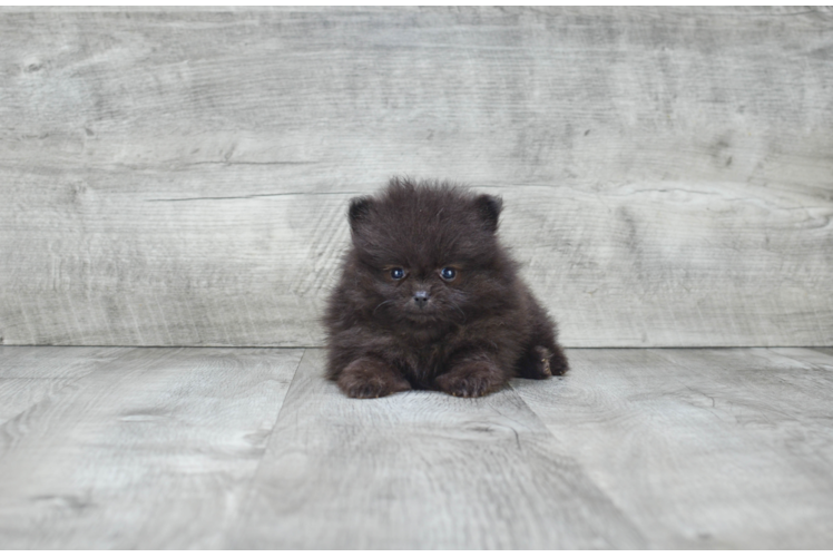 Friendly Pomeranian Baby