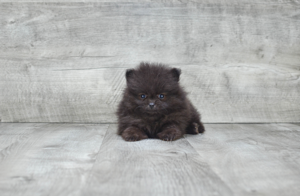 Friendly Pomeranian Baby