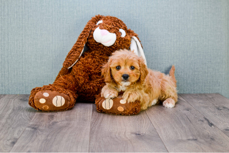 Petite Cavapoo Poodle Mix Pup
