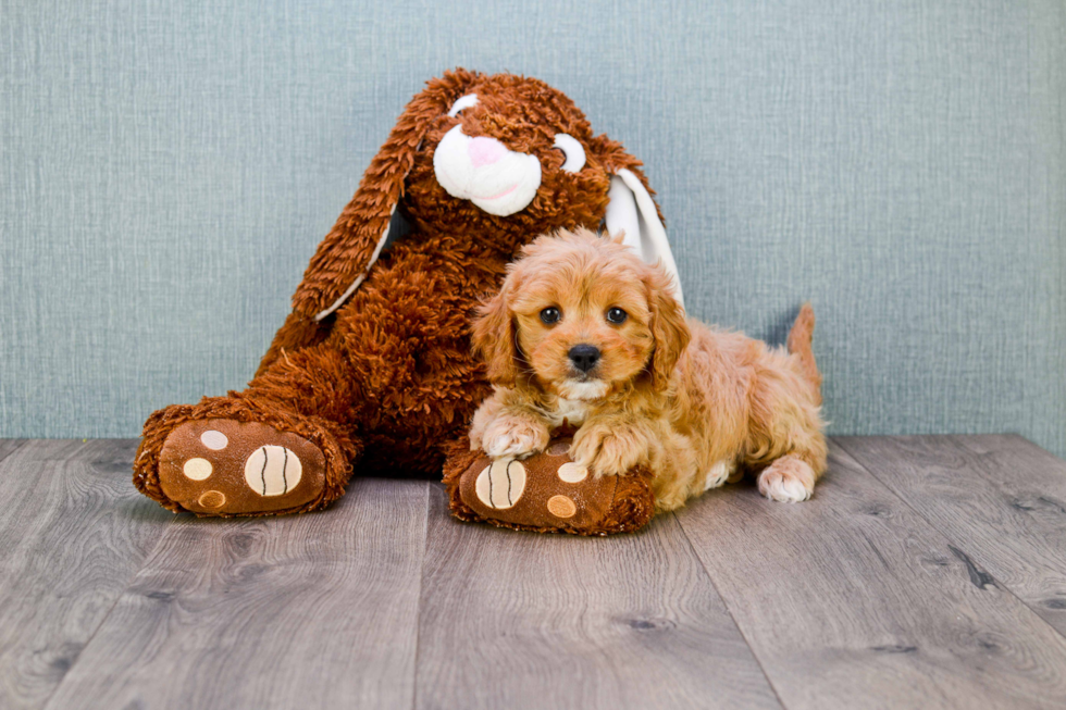 Petite Cavapoo Poodle Mix Pup