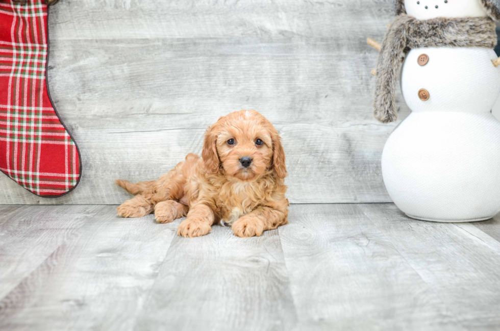 Fluffy Cavapoo Poodle Mix Pup