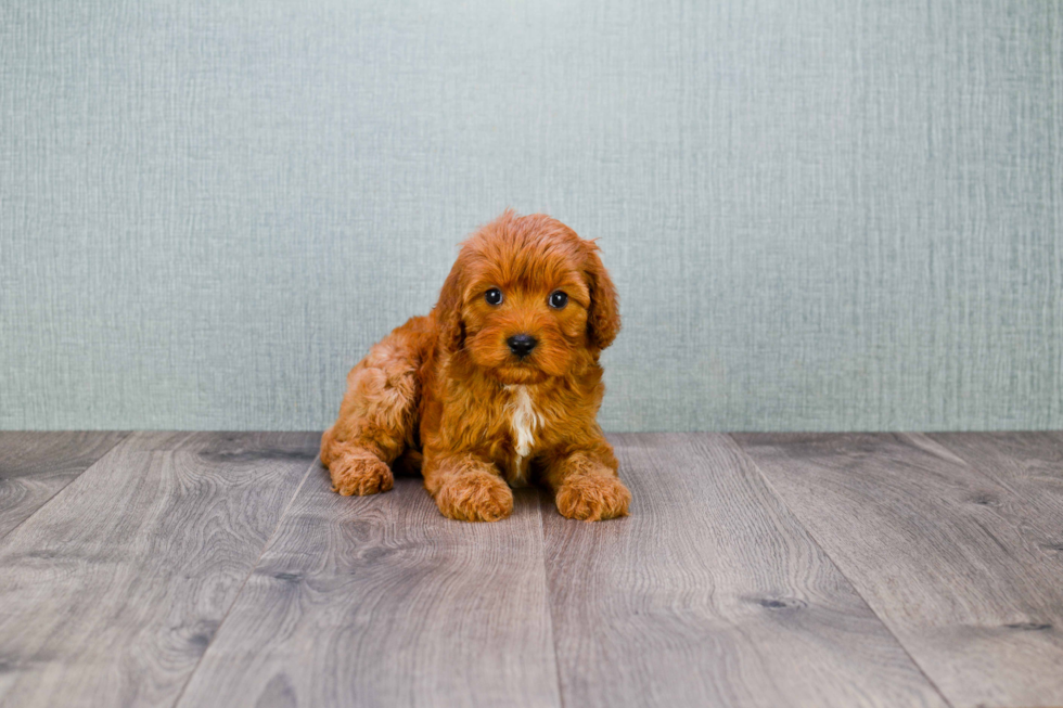 Cavapoo Pup Being Cute