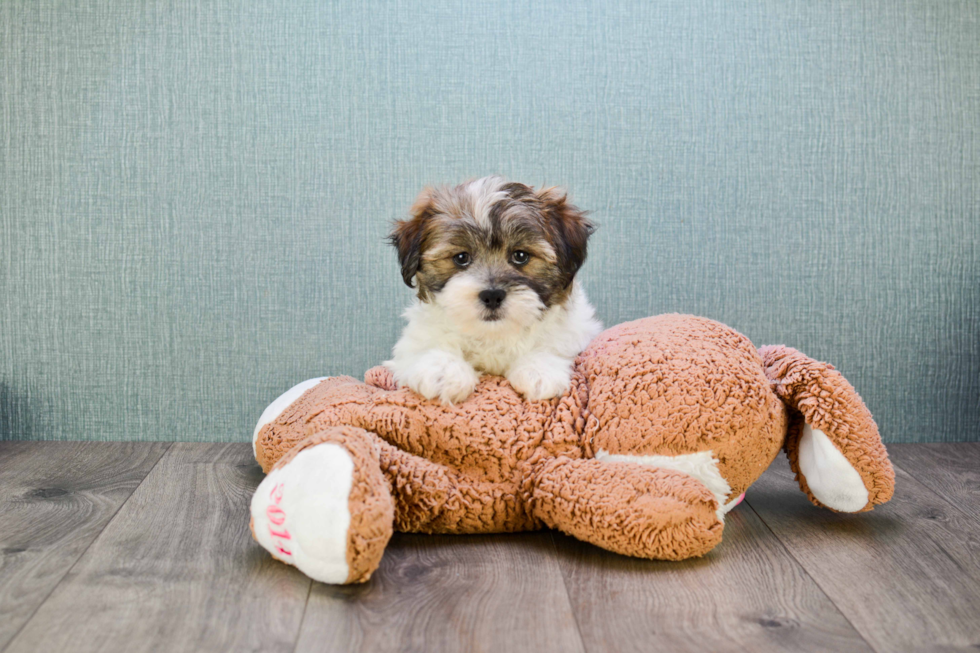 Teddy Bear Pup Being Cute