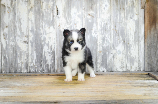 Best Pomsky Baby