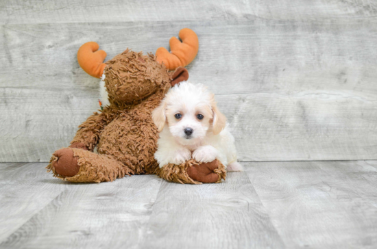 Fluffy Cavachon Designer Pup