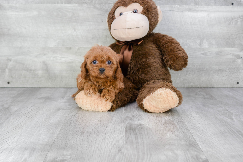 Fluffy Cavapoo Poodle Mix Pup