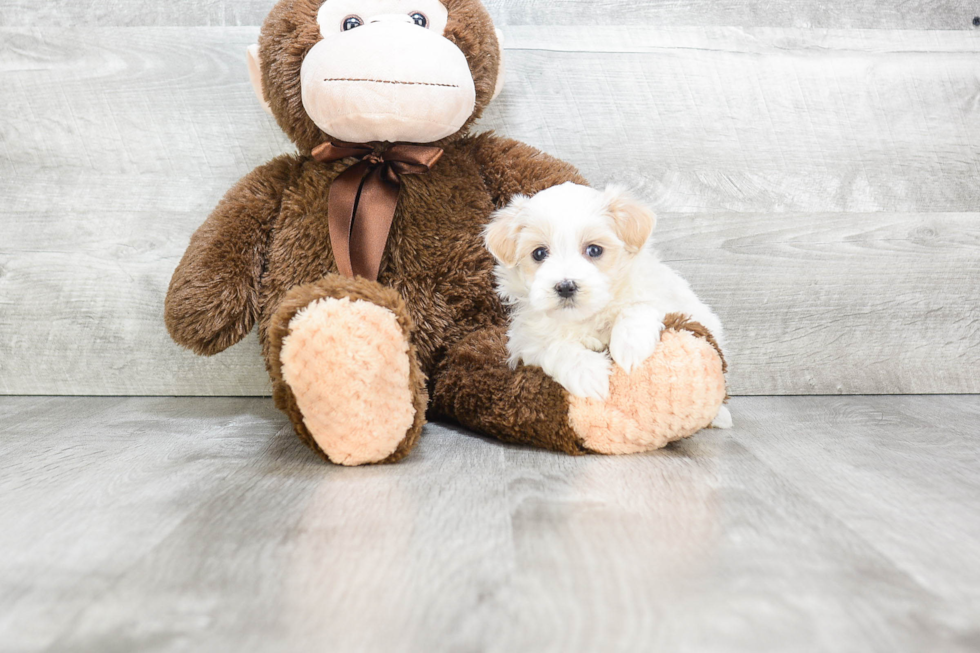 Energetic Maltese Poodle Poodle Mix Puppy