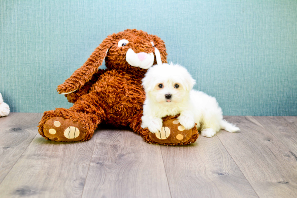 Fluffy Maltese Purebred Puppy