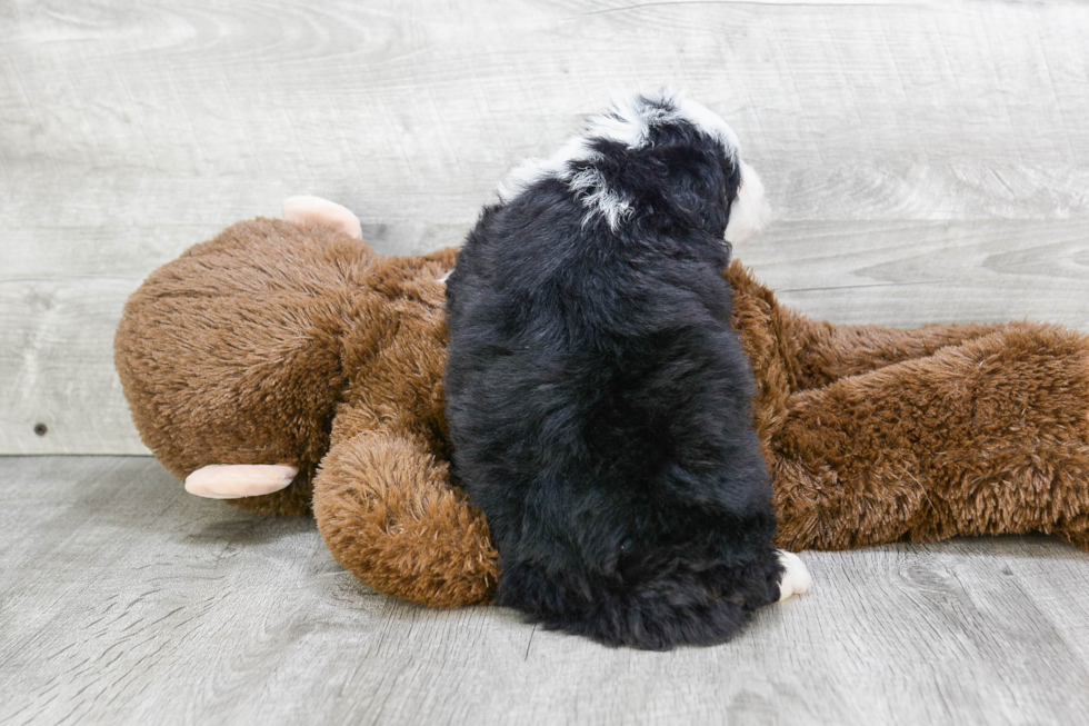 Mini Bernedoodle Puppy for Adoption