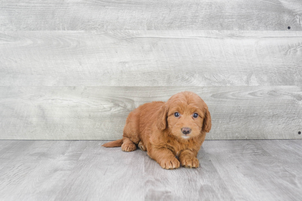 Sweet Mini Goldendoodle Baby