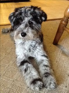 merle mini schnoodle dog sitting on the floor