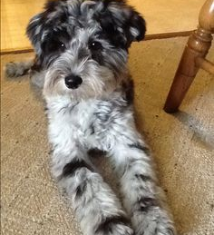 Mini Schnoodle Puppies For Sale - Premier Pups