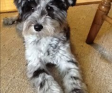 Mini Schnoodle Puppies For Sale Premier Pups