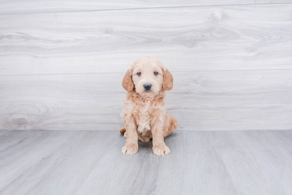 Mini Goldendoodle Puppy for Adoption