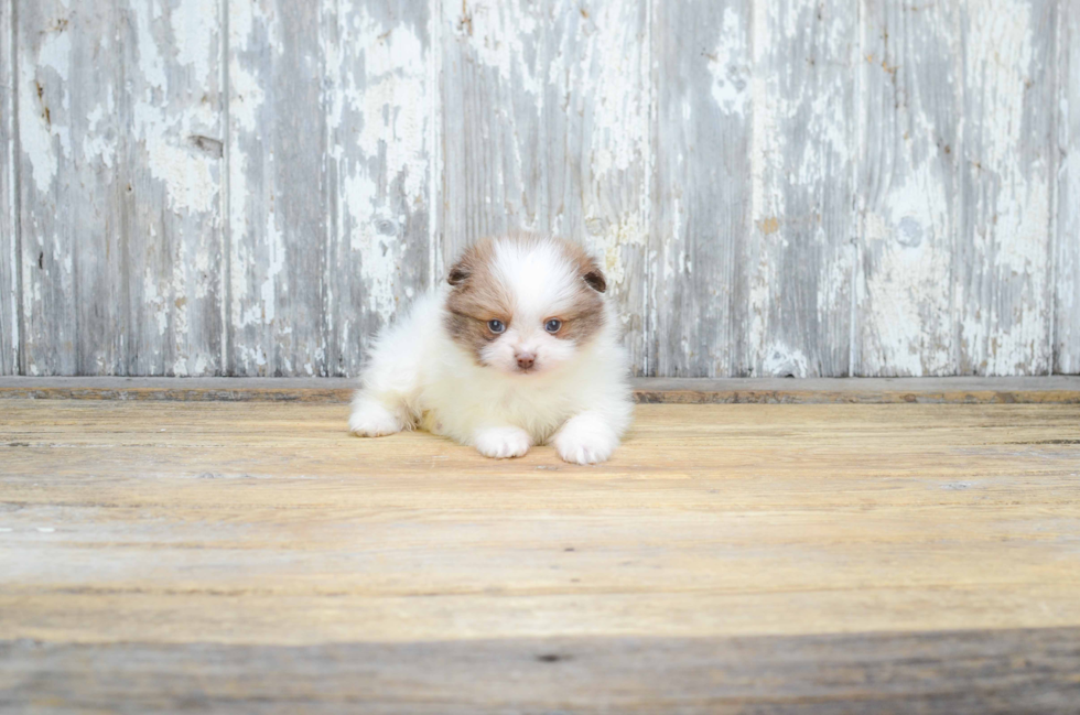 Petite Pomeranian Purebred Puppy